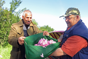 Dimitri und sein Kollege präsentieren die Rosenernte.